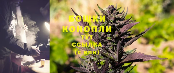 прущие грибы Новозыбков